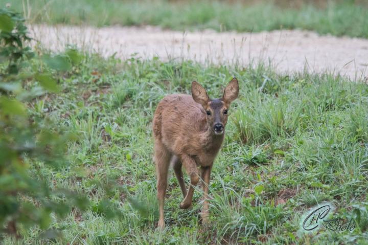 Photographie animalière Bar-sur-Aube