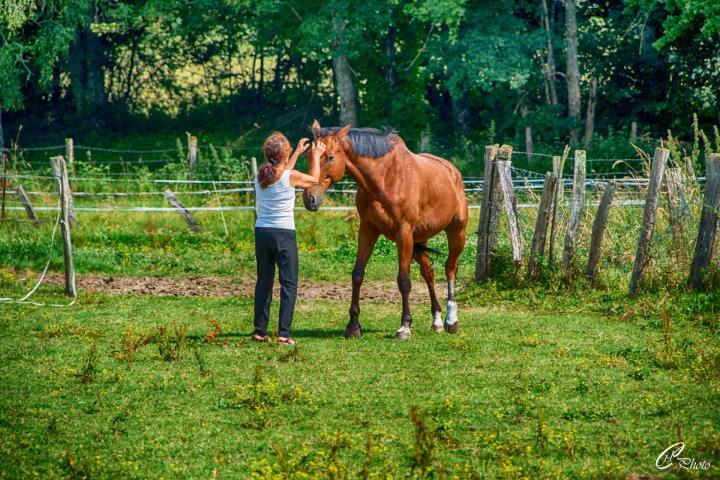 Votre spécialiste de la photographie animalière.